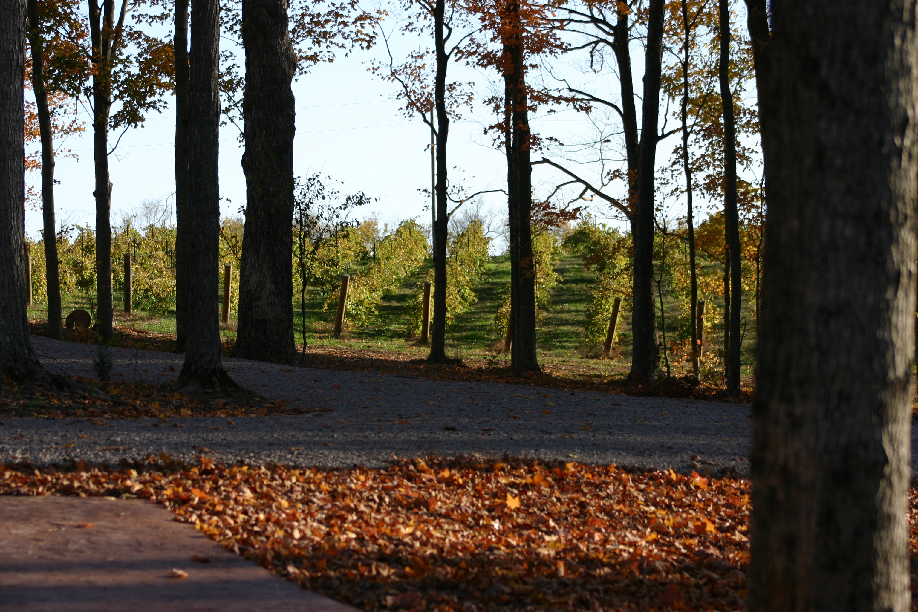 Apple Creek Vineyard & Winery - outdoor photo, daytime, of a walking path and trees with fallen leaves.