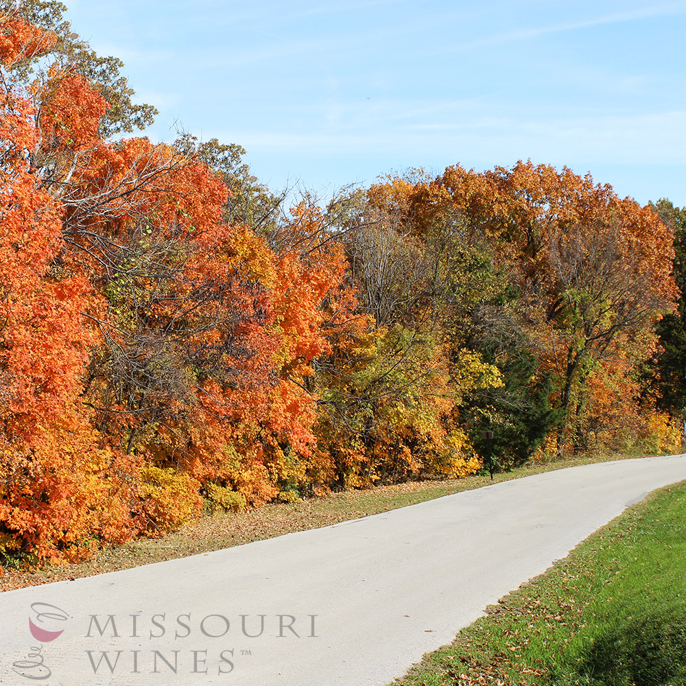 Fall foliage in MO wine country is beautiful! 