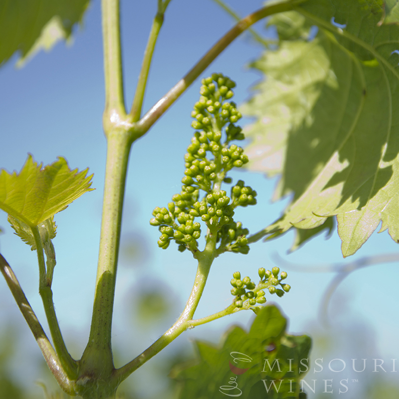 Missouri Vineyards in Bloom: Flowering phase of grape vine growth cycle 