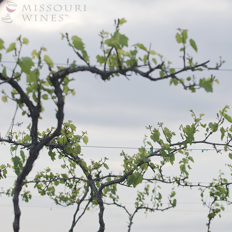 Missouri Vineyards in Bloom: Flowering phase of grape vine growth cycle 