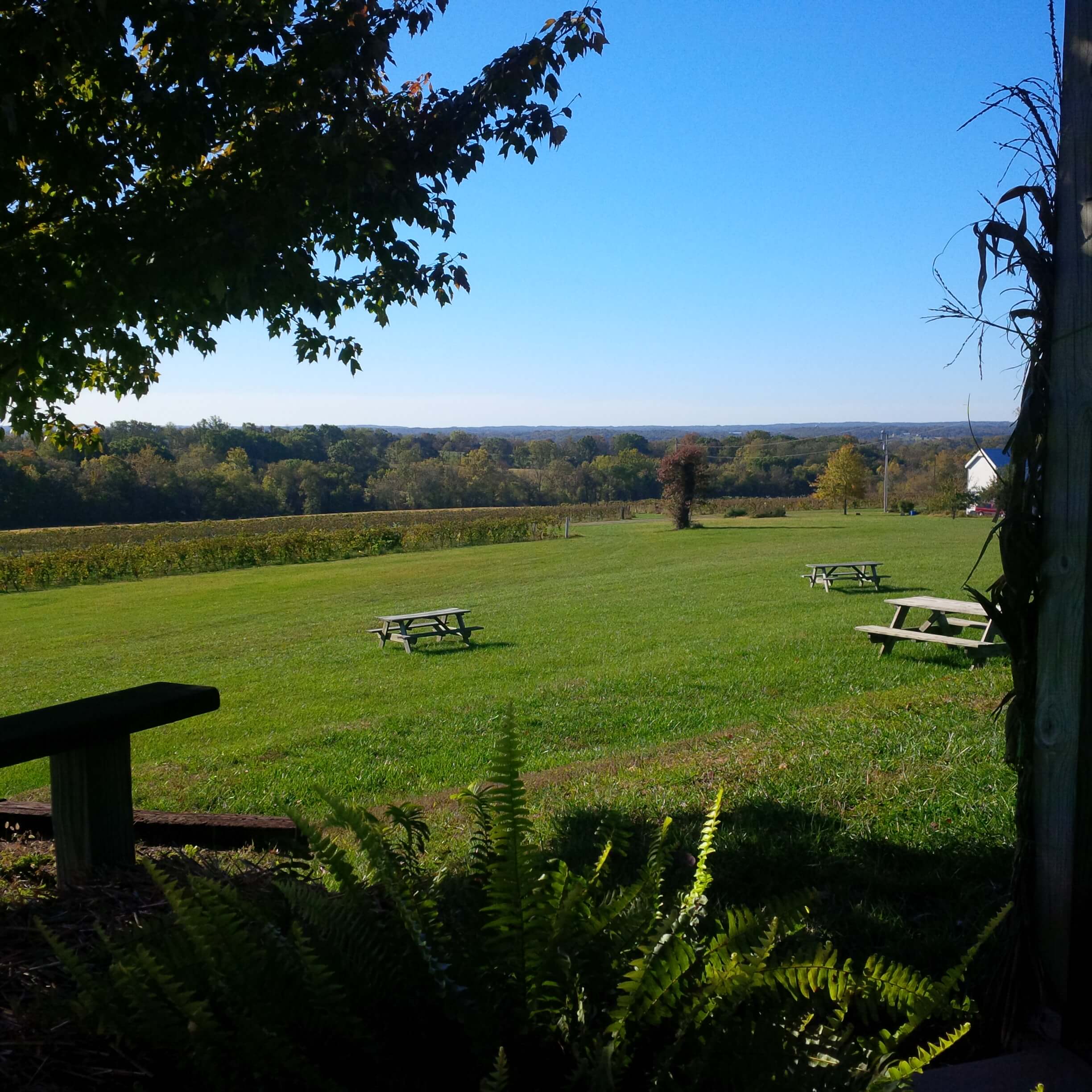 Röbller Vineyard and Winery- A green field with trees in the background. There are three picnic tables in the field.