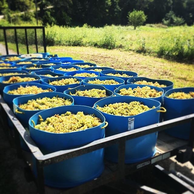 Bin upon bin of gorgeous grapes headed for crush at Pirtle Winery