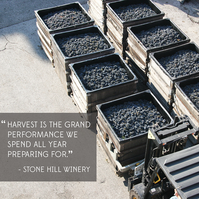 The Meaning of Harvest in MO Wine Country 