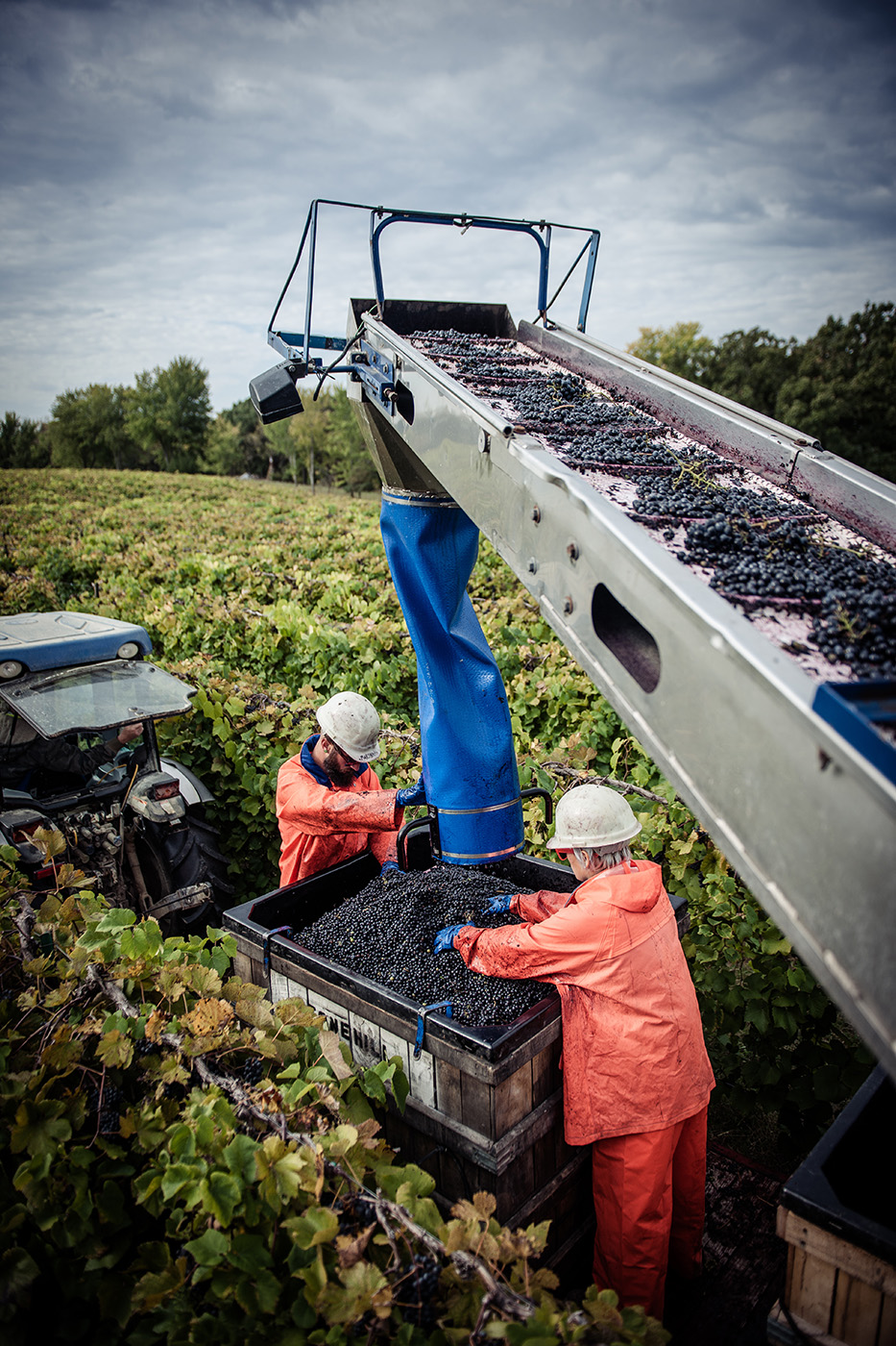Stone Hill Winery - outdoor photo, daytime, a grape picking machine is dropping grapes into a container for two workers to sort while in the vineyard.