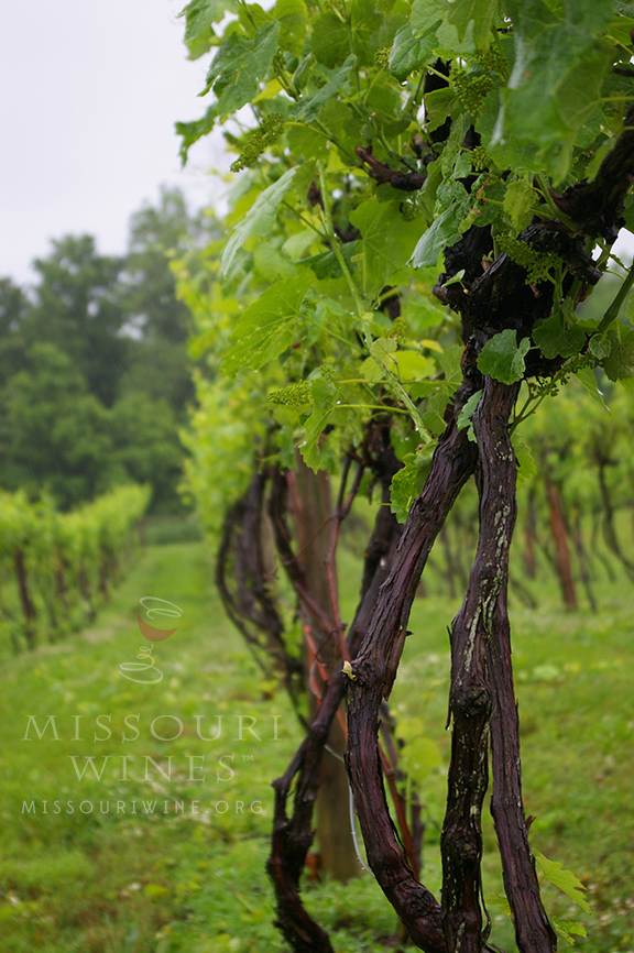 Enjoy the fruit of Missouri vines!