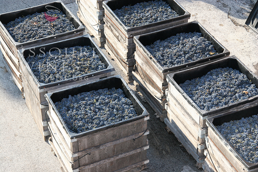 Harvest is an exciting time in Missouri wine country!