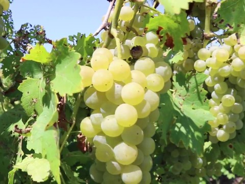 Harvest in Missouri Wine Country