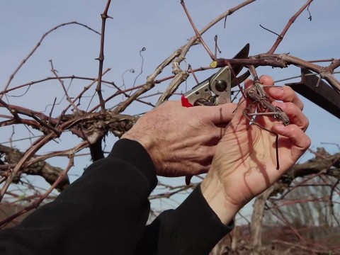 Vineyard Pruning Tips 