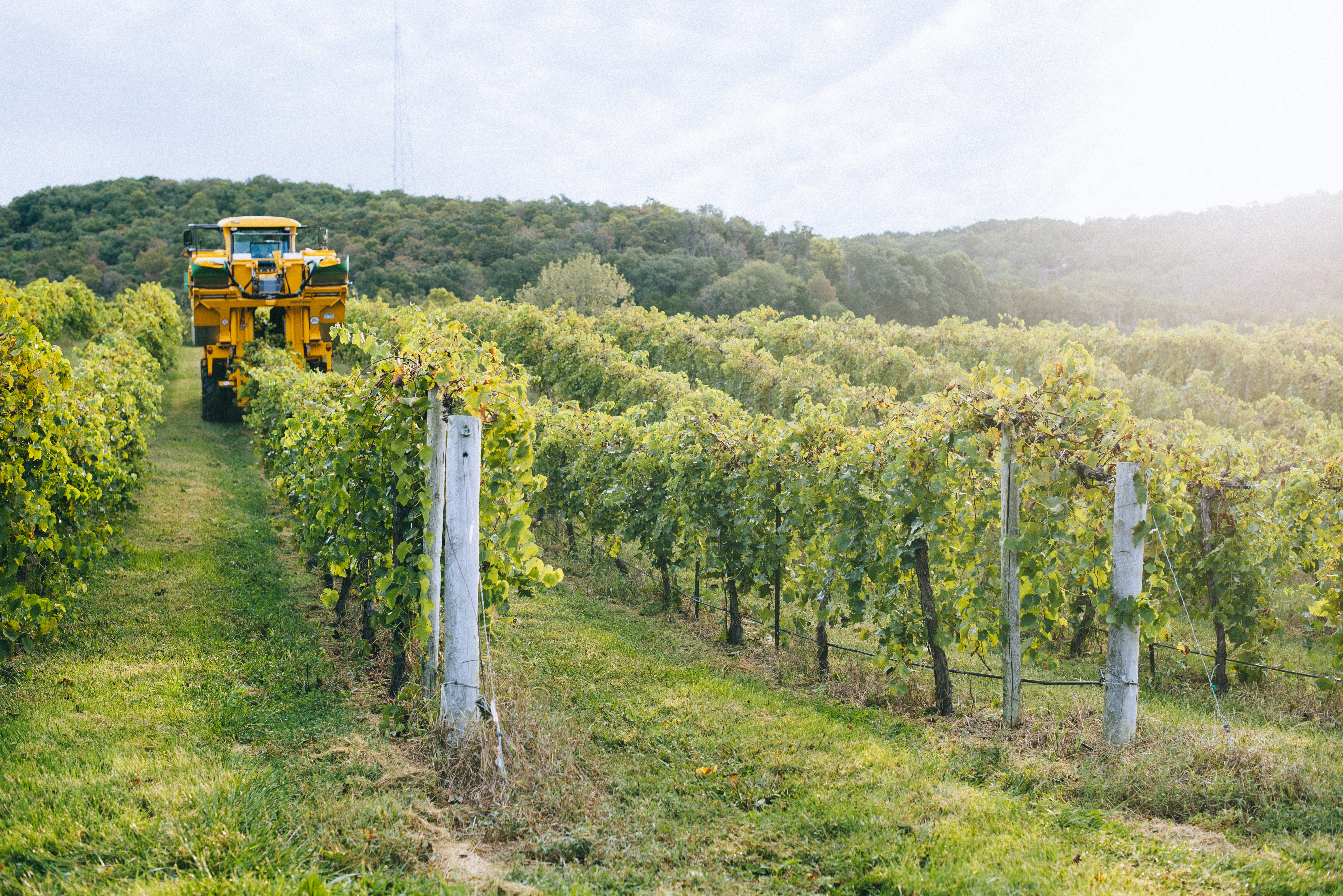 Grapes being harvested