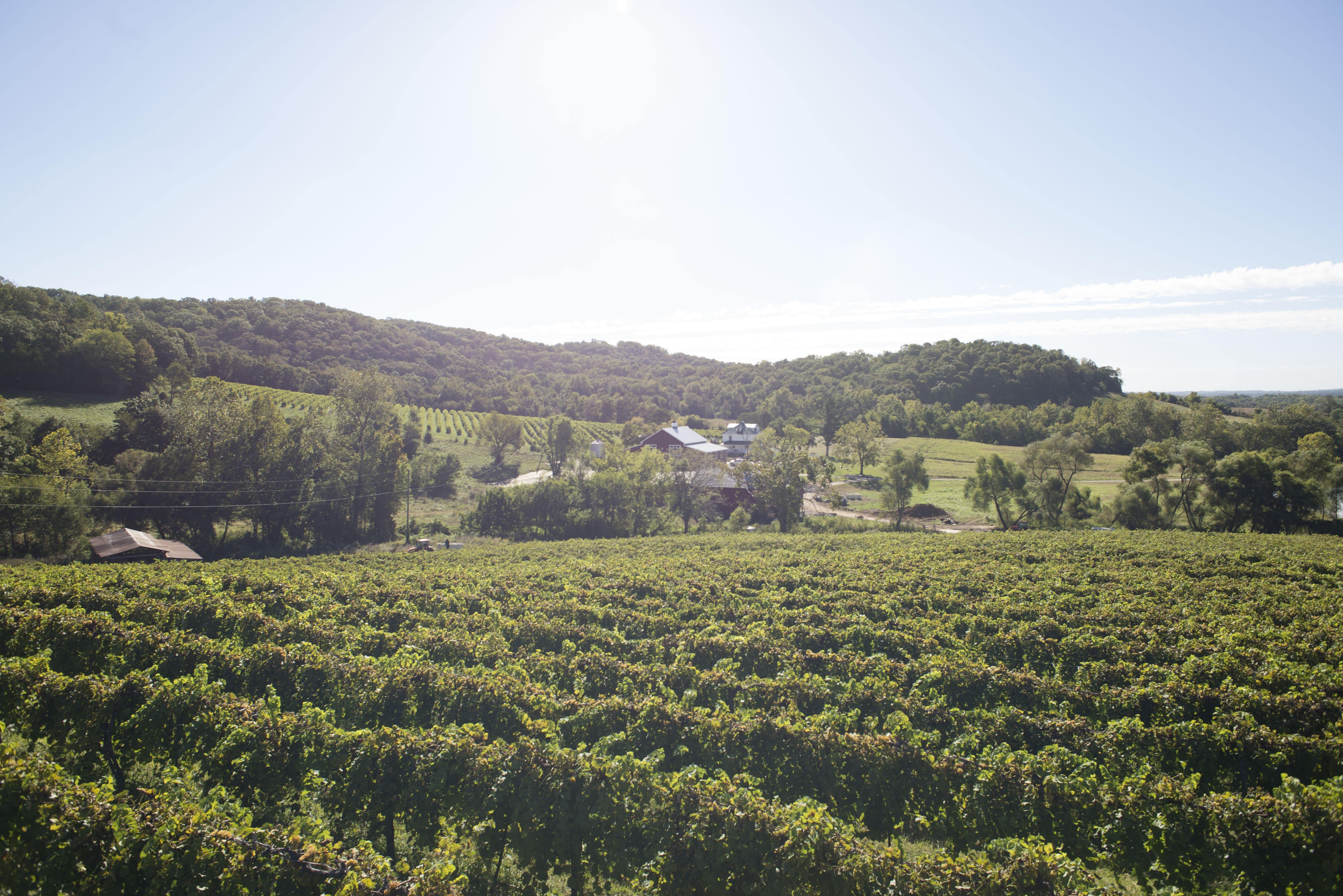 Wide shot of a vineyard