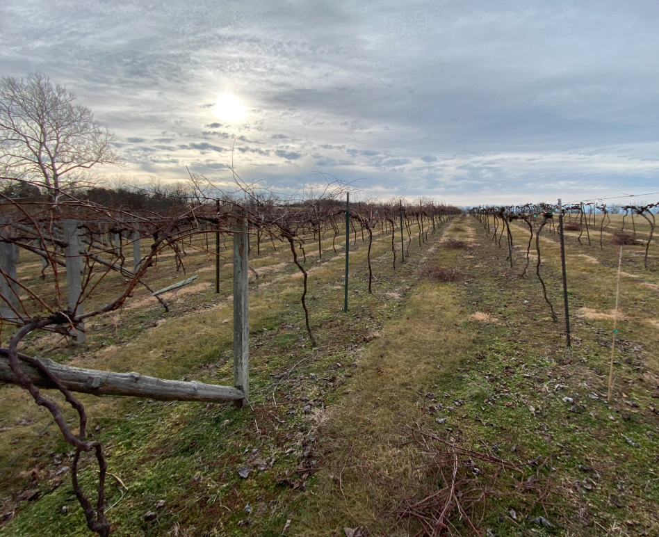 Winter in the Vineyard