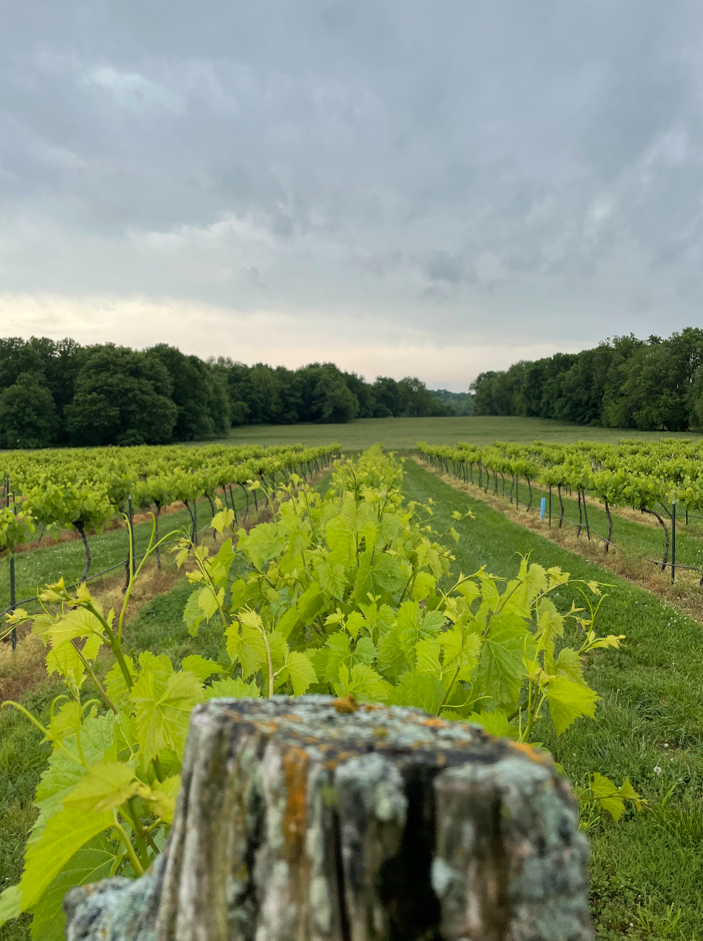 Pennington Wines- Several rows of grape vines