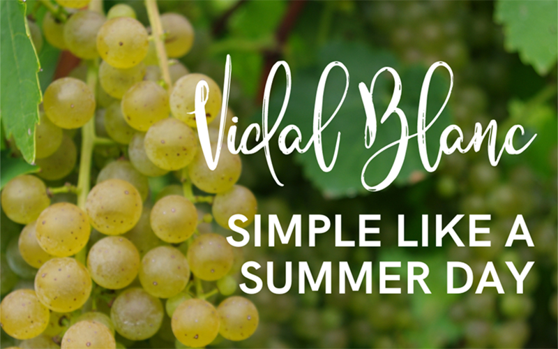 Vidal Blanc - Simple like a summer day