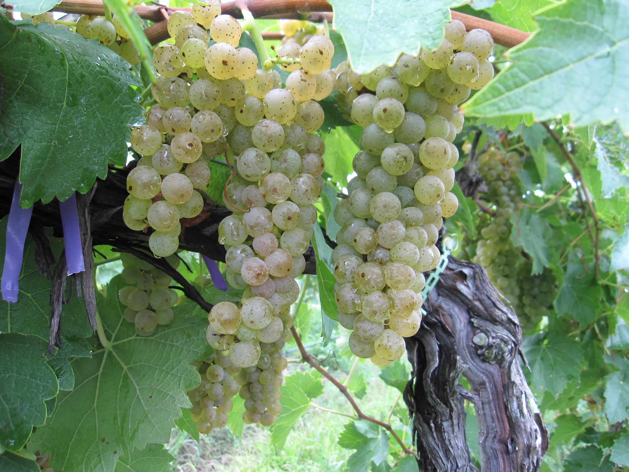 White grapes growing on a vine