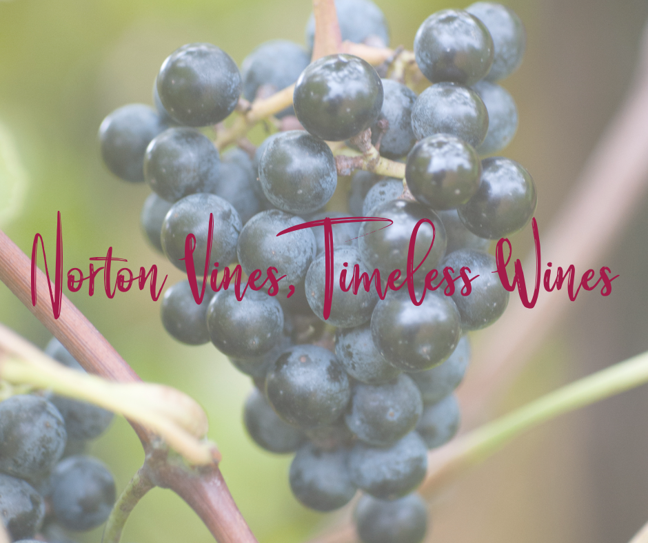 Norton Vines, Timeless Wines