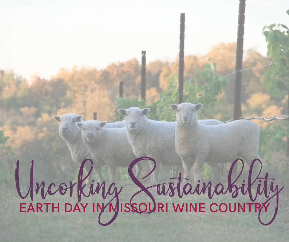 Sheep standing in the vineyard with text overlayed