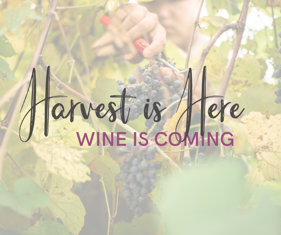Harvest is Here – Wine is Coming