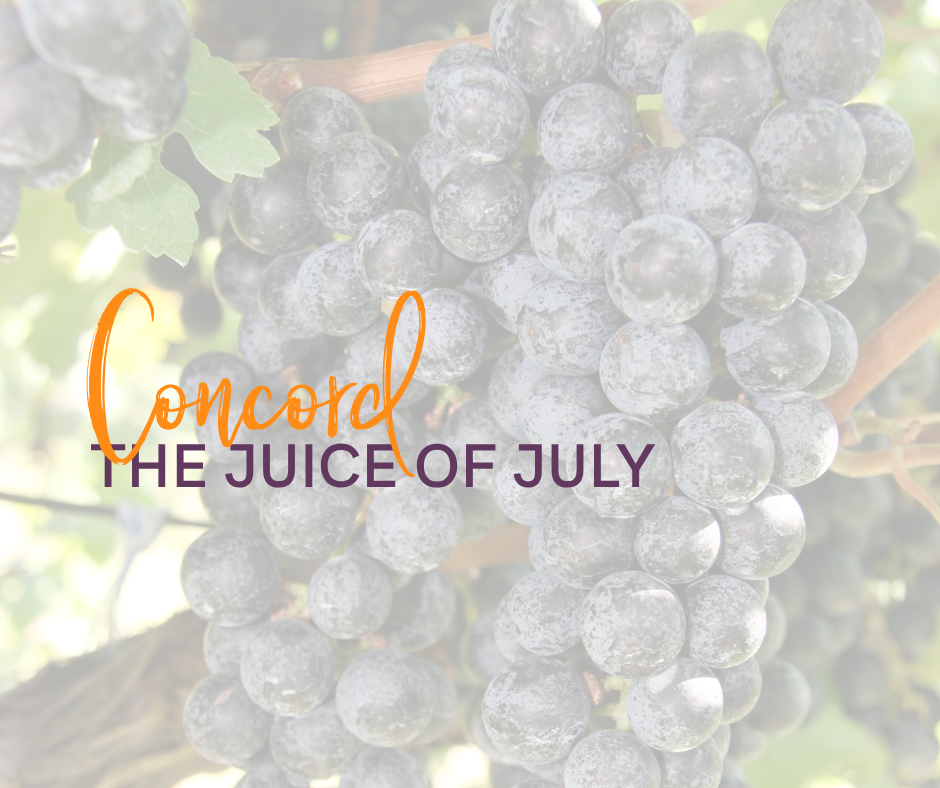Concord Grapes on a vine with the words concord: the juice of july on the top
