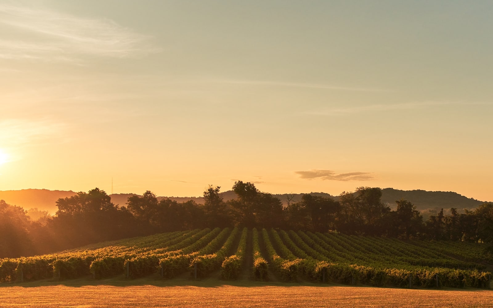 Noboleis Vineyards- Rows of grape vines at sunset in the summer.