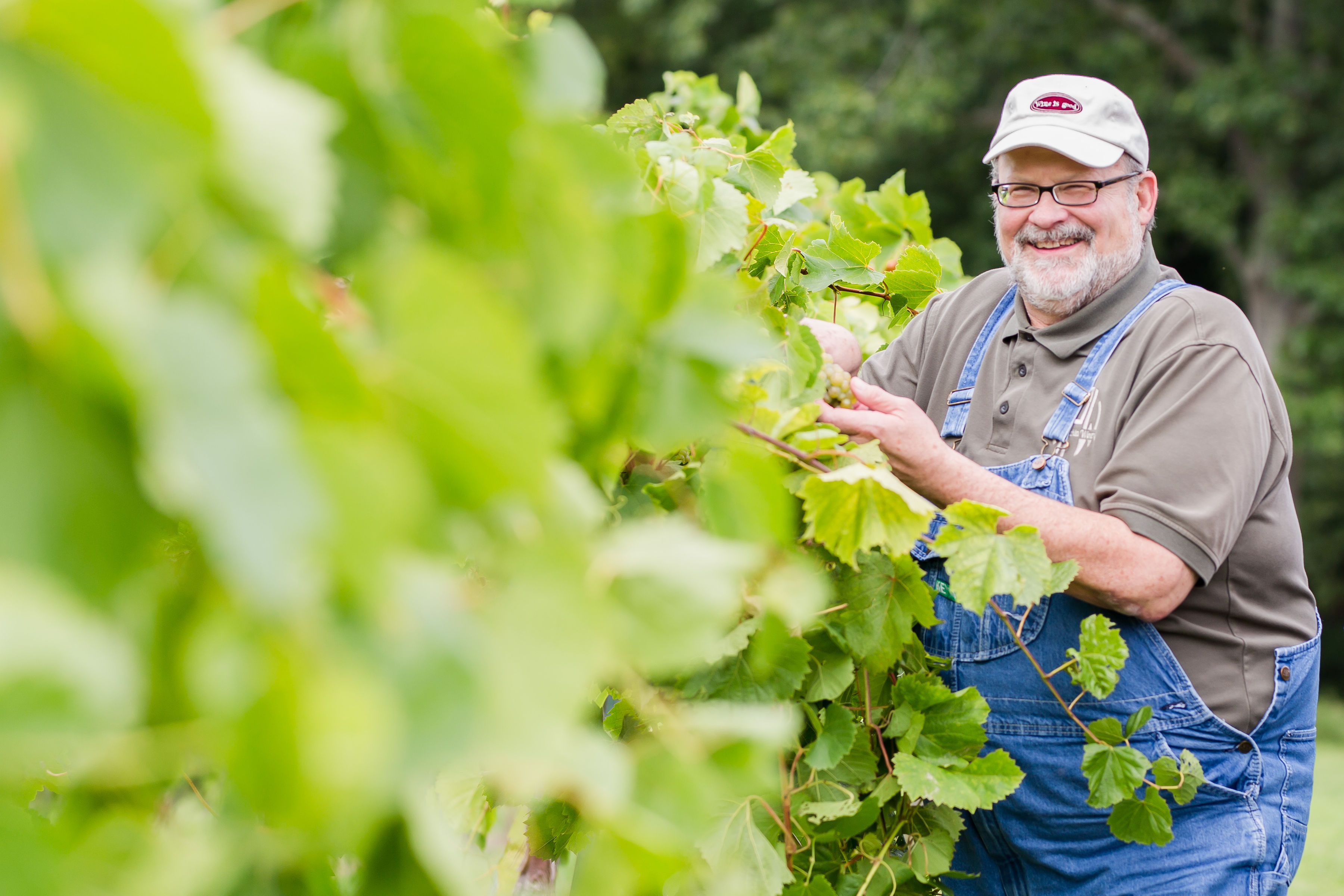 Adam Puchta Winery- A smiling man pulling grapes off a row of ripe grape vines.