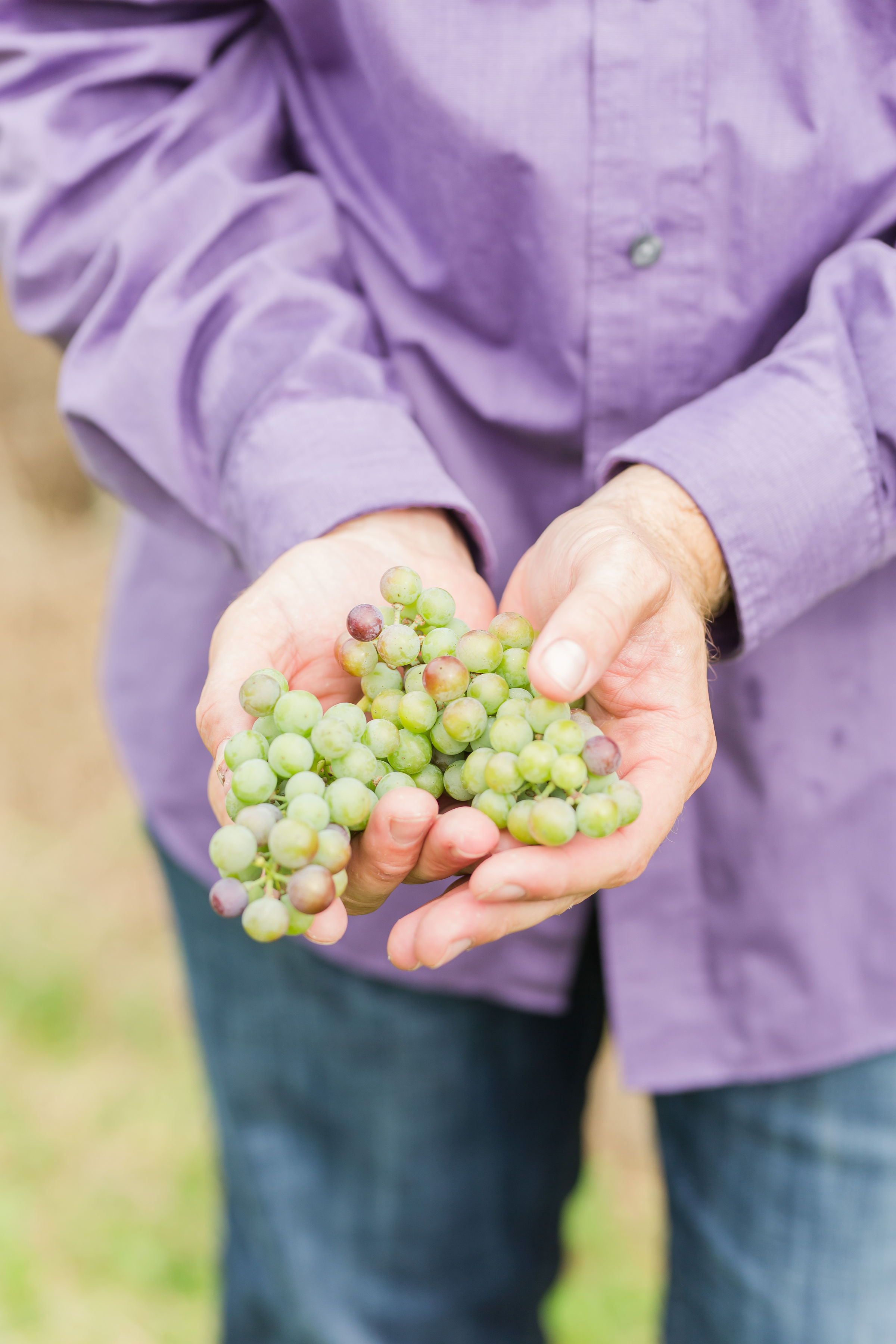 Adam Puchta Winery- A person holding a bundle of ripe green grapes.