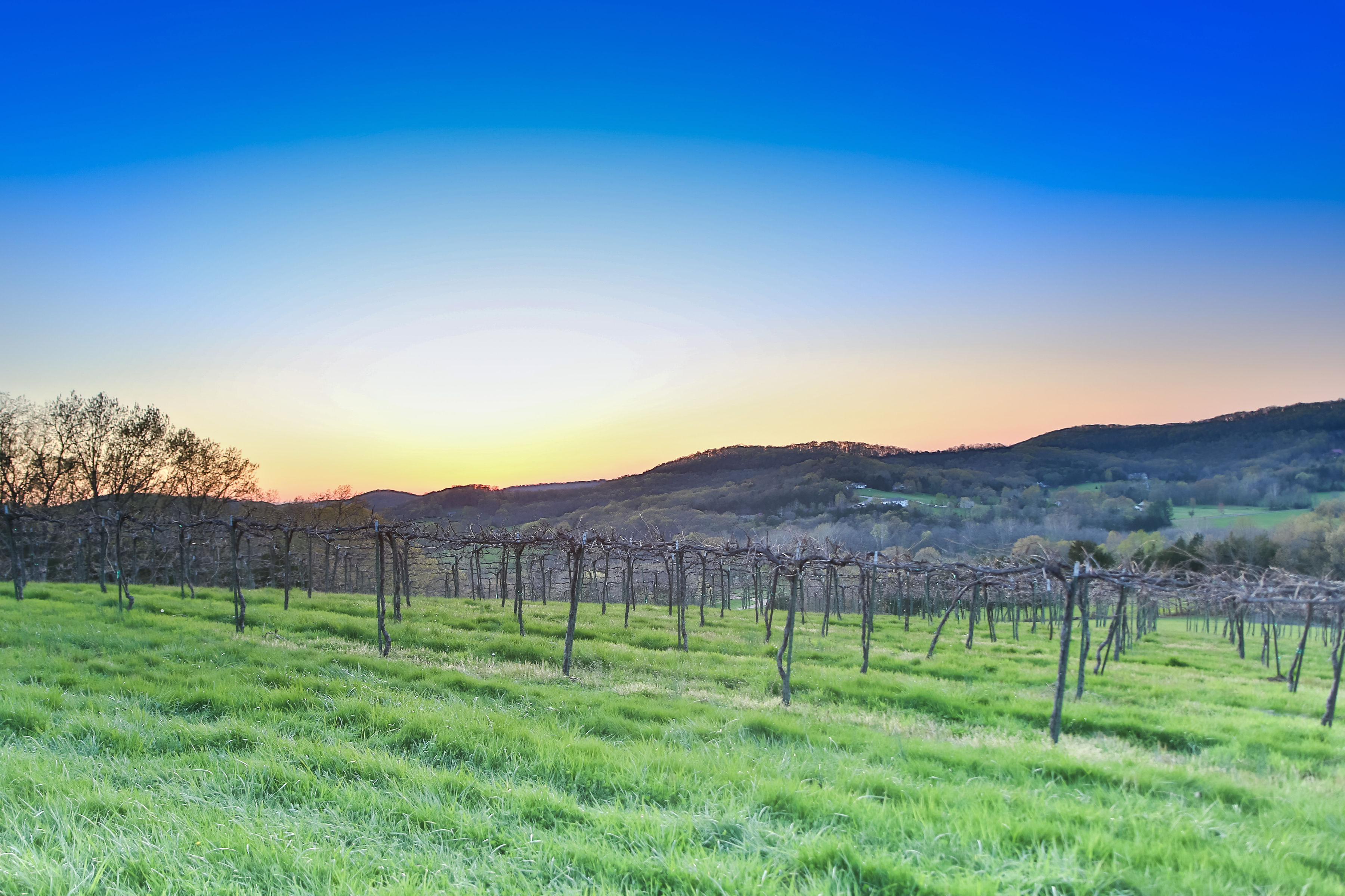 Adam Puchta Winery- Several rows of unripe grape vines