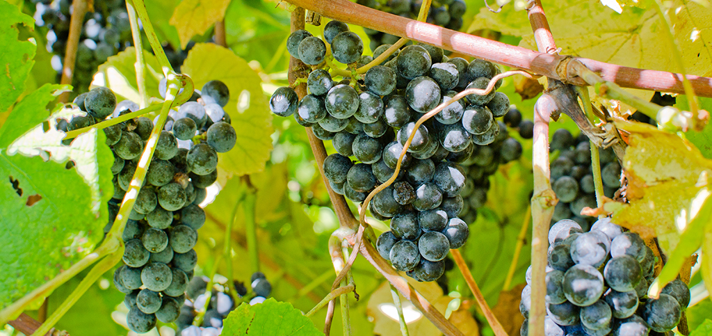 Augusta Winery- Several bunches of red grapes on the vine