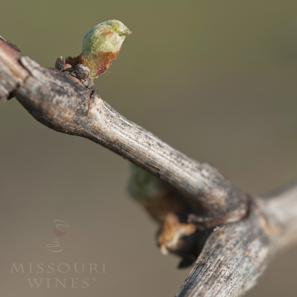 Bud Break: A New Vintage Begins 