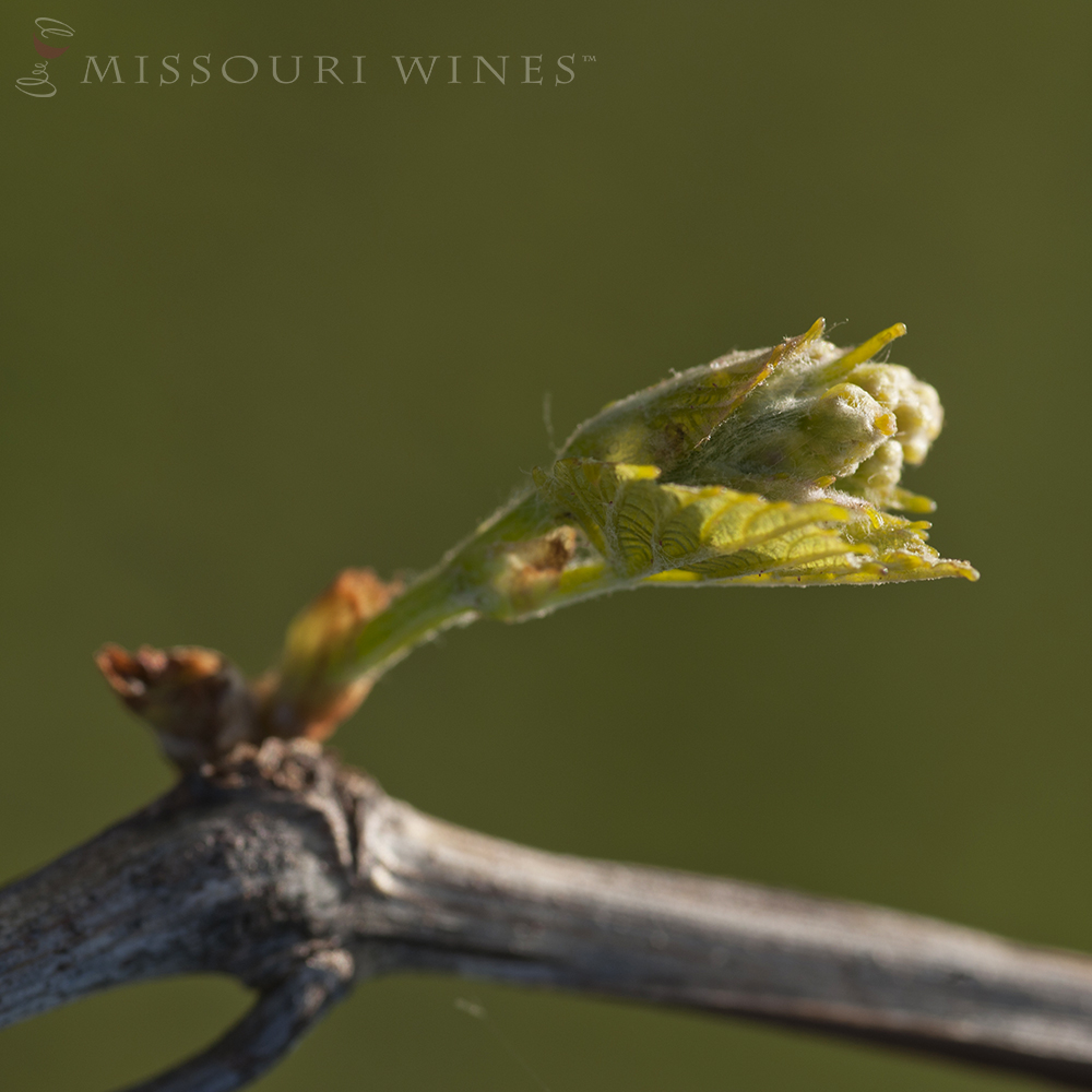 Bud break in Missouri vineyard. Spring awakens the vines.