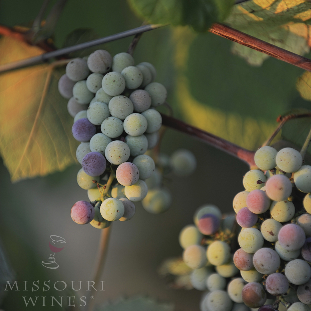 Véraison: A Vineyard’s True Colors | Missouri Wine