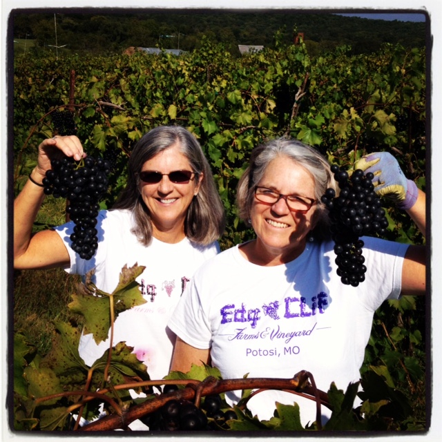 Edg-Clif Farms & Vineyard - outdoor photo, daytime, of two women in a vineyard holding up bunches of grapes. The women are wearing white t-shirts.