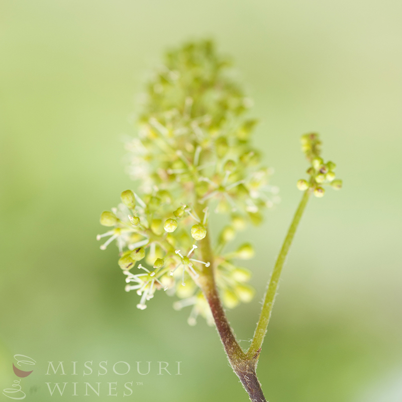 Flowering: Missouri Vineyards in Bloom 