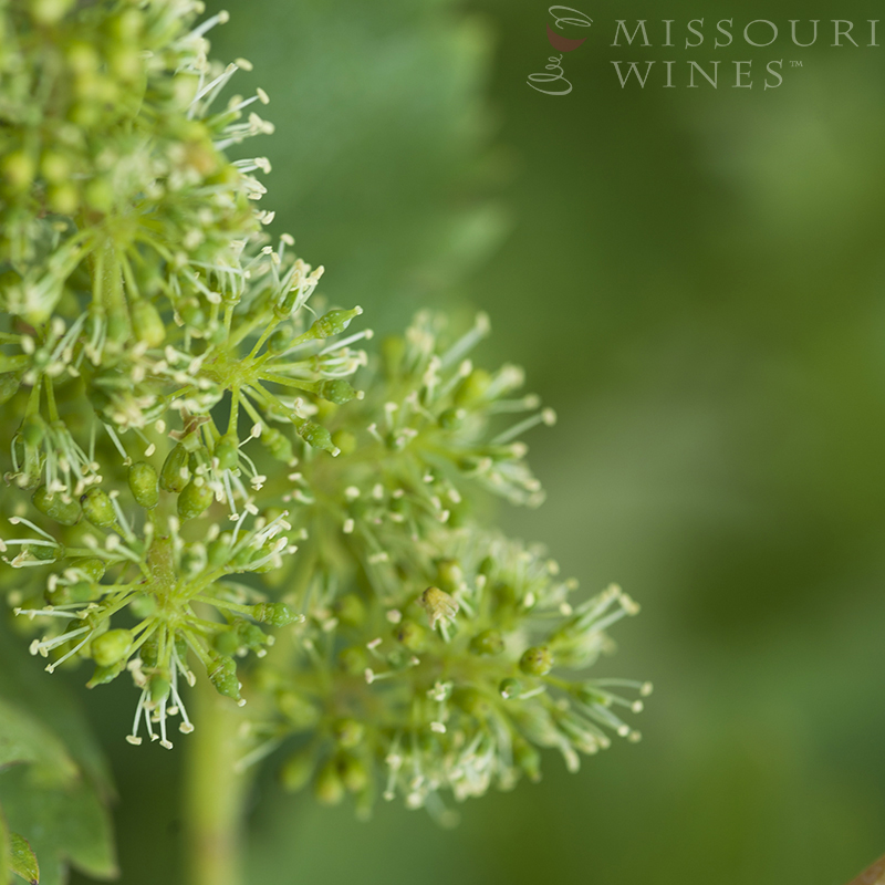 Flowering: Missouri Vineyards in Bloom | MO Wine