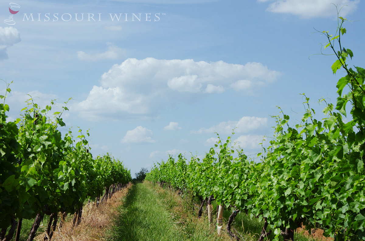 Fruit Set- The next stage in the growth cycle of Missouri vines. 