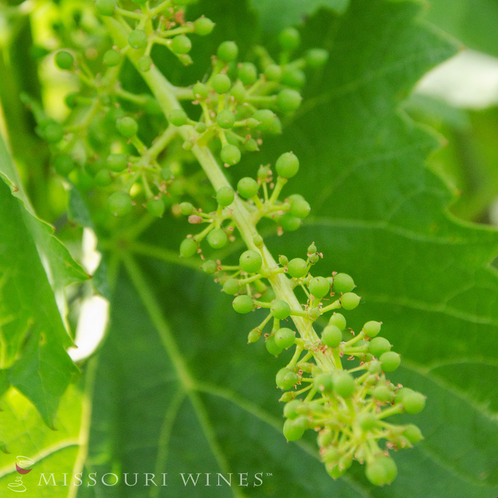 Fruit set in Missouri vineyards.