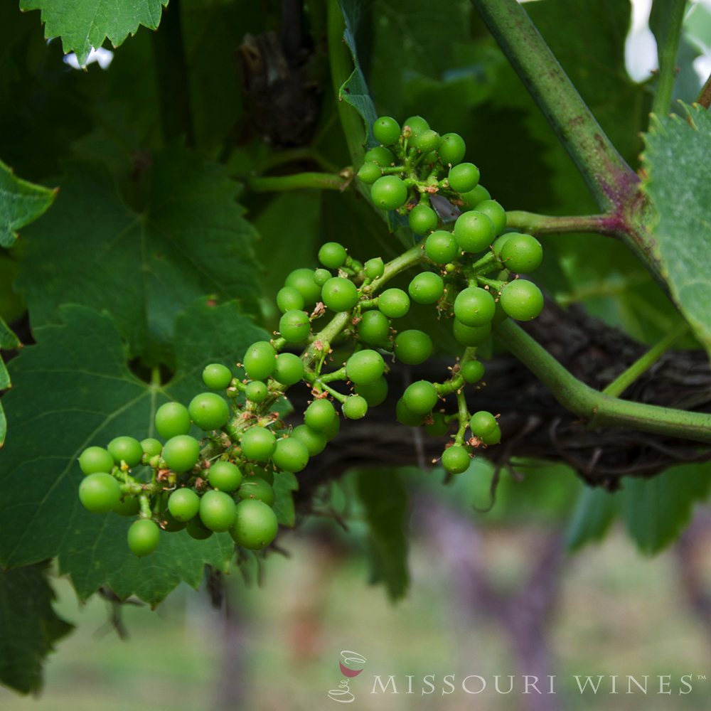 Fruit set in Missouri vineyards.