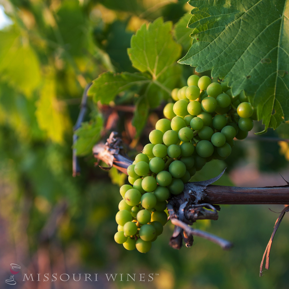 Fruit set in Missouri vineyards.