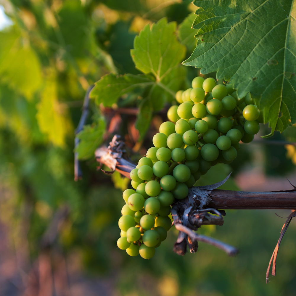 Fruit Set: A New Vintage Emerges | Berries grow into full clusters.