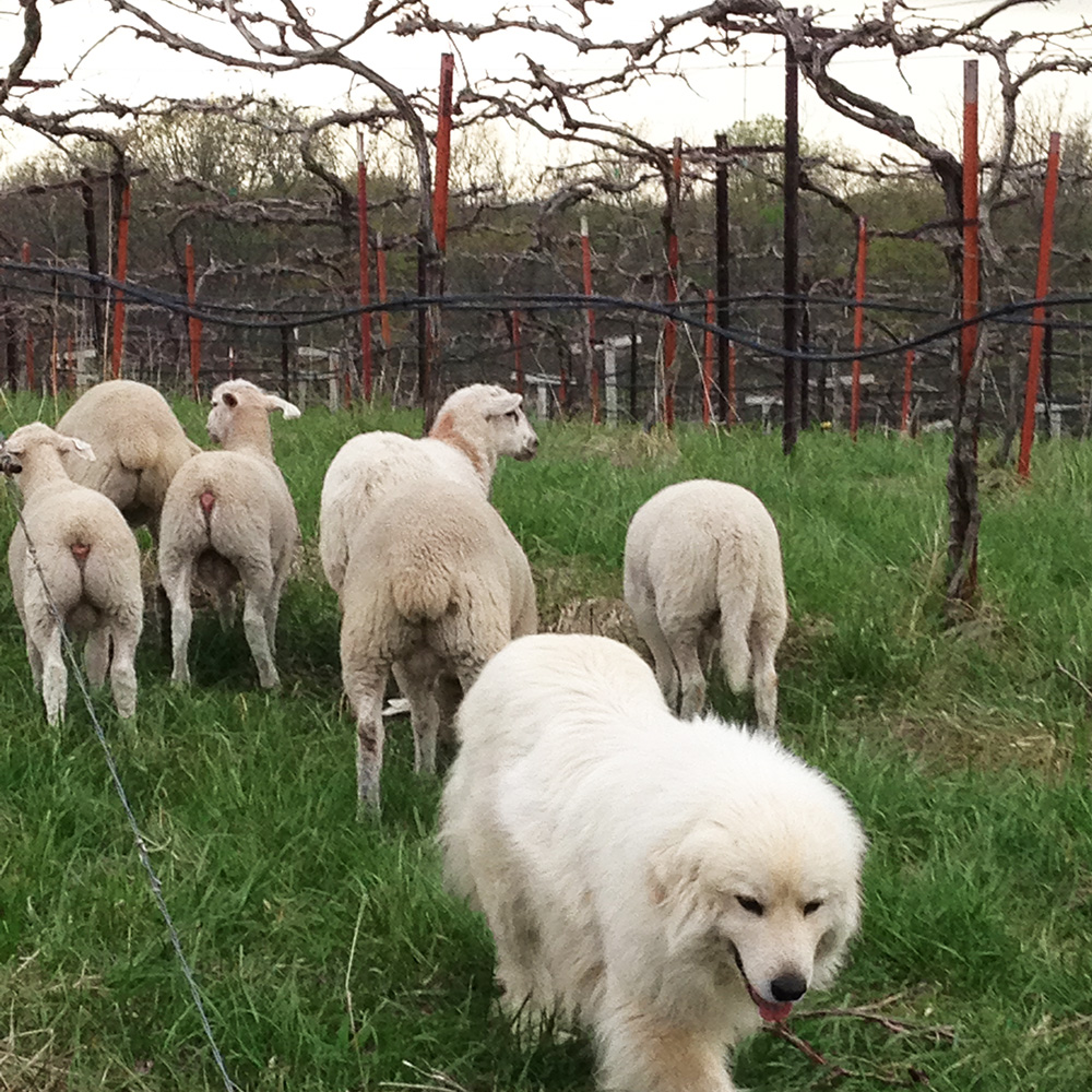 Going Green in MO Wine Country with Jowler Creek Winery: A flock of sheep "mow" the vineyards for weed control.
