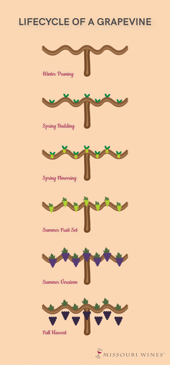 Lifecycle of a grapevine - Moncharm Wine Traders