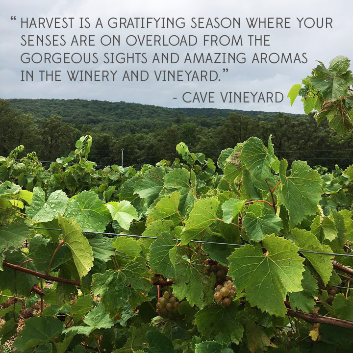 The Meaning of Harvest in MO Wine Country