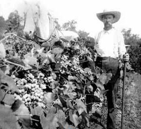 Historical photo in Missouri's vineyards