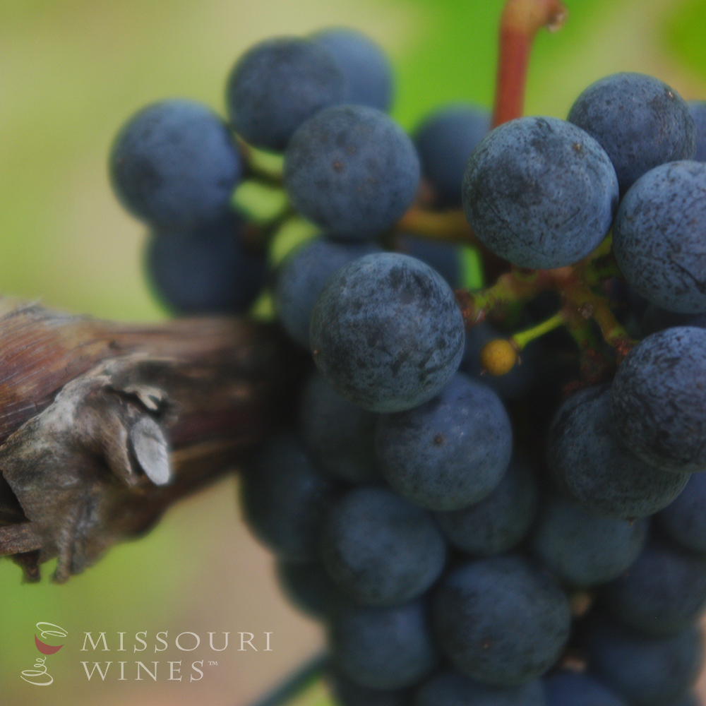 Missouri's hybrid grapes - Cluster of Chambourcin
