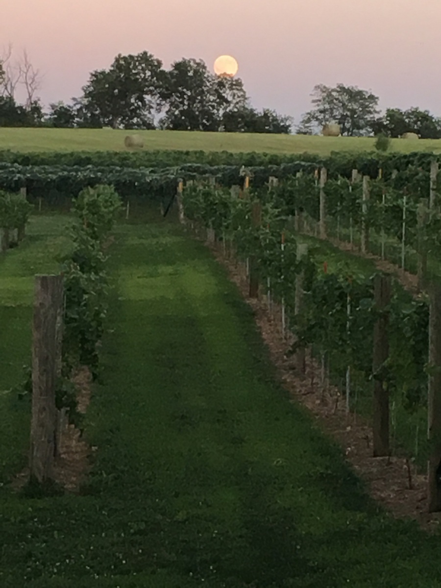 Backyard Vine & Wine, LLC - outdoor photo, dusk, of rows of grapevines on supports in a vineyard, with the moon visible in the sky in the background.