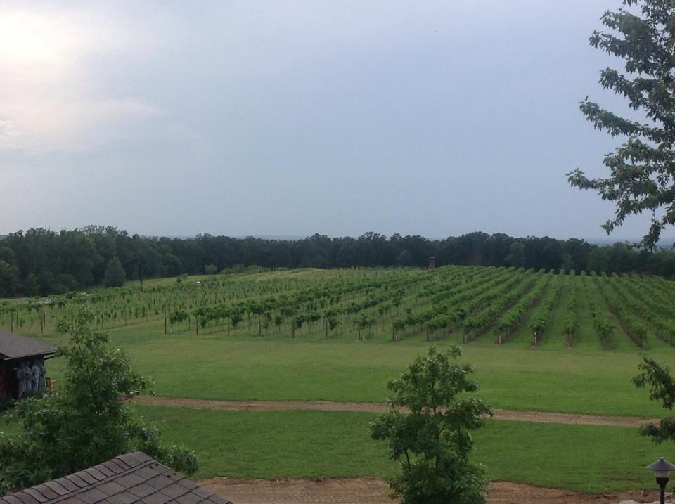 LaChance Vineyards - outdoor photo, daytime, a wide angle view of the vineyard and grapevines in a large green pasture.