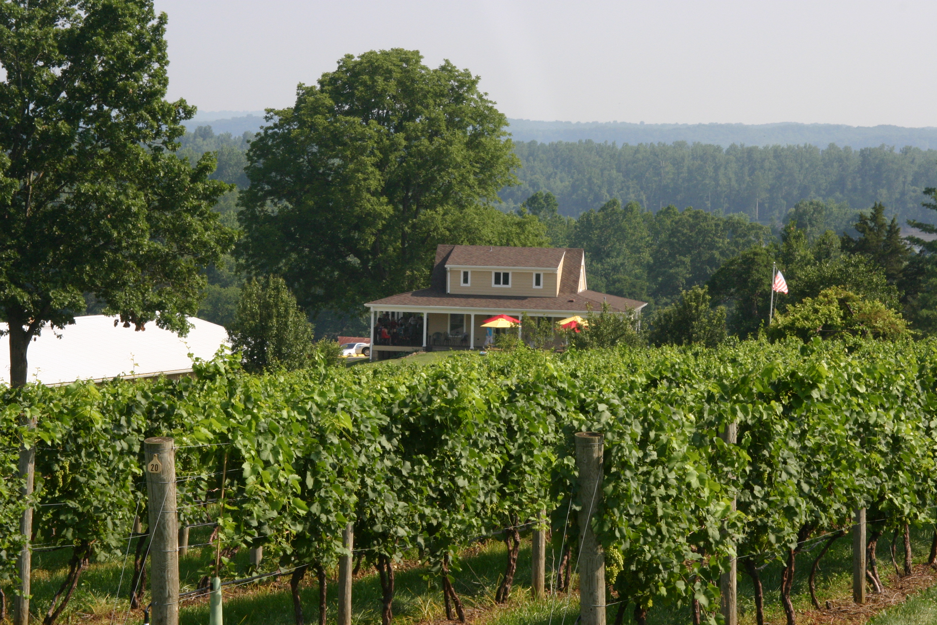 Lost Creek Vineyard - outdoor photo, daytime, of a large field of grapevines with a large building in the background.
