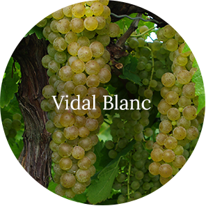 Vidal_Blanc