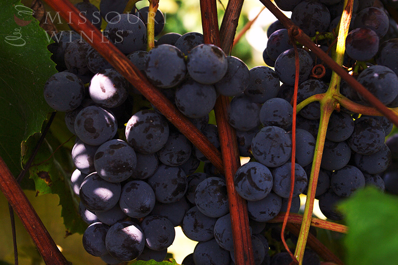 Missouri red grapes on the vine