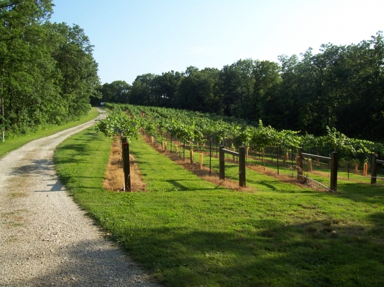 Persimmon Ridge Vineyards Winery LLC - outdoor photo, daytime, of ordered rows of grapevines in a field bounded by a small road.