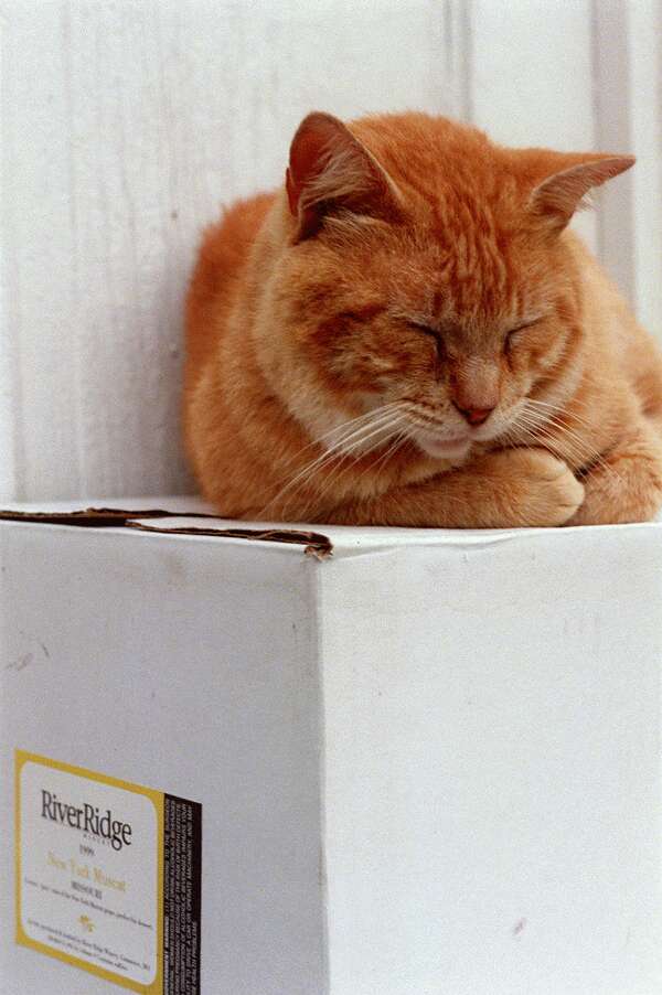 River Ridge Winery - Commerce- Orange tabby cat sitting on a box of wine.